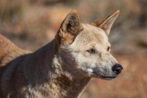 2023-07-22---Alice-Springs-Desert-Park-1