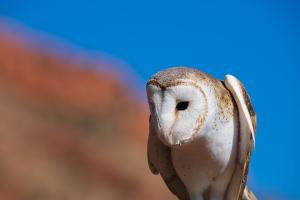 2023-07-22---Alice-Springs-Desert-Park-2