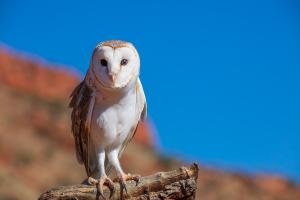 2023-07-22---Alice-Springs-Desert-Park-4