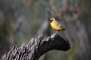 2023-07-22---Alice-Springs-Desert-Park-7