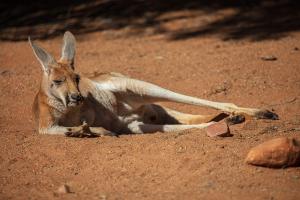 2023-07-22---Alice-Springs-Desert-Park-8